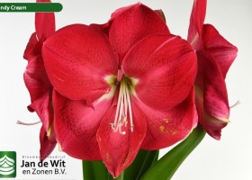 hippeastrum Candy Cream (1)